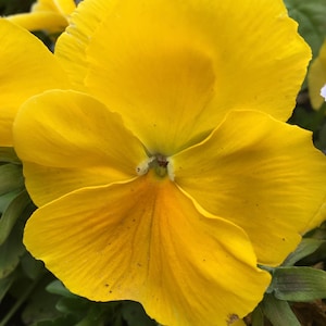 50 Swiss Giant Yellow Pansy Seeds  Viola Wittrockiana Flower Seeds Biennial