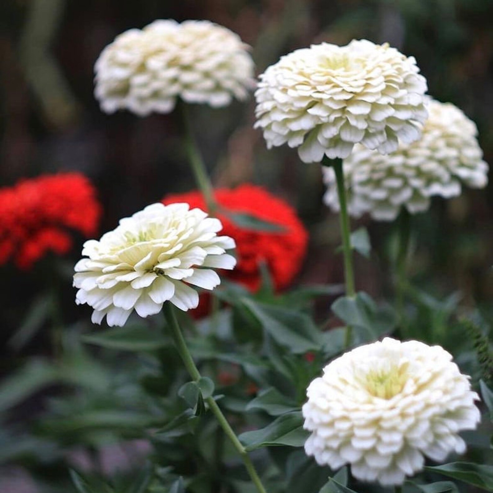30 Rare Organic White Large Zinnia Flower Seeds Ukrainian Etsy
