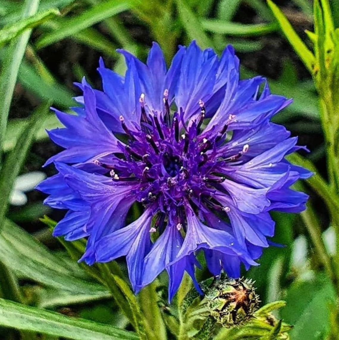 90 Cornflower Seeds Blue Ball Rare Ukrainian Seeds Organic Etsy
