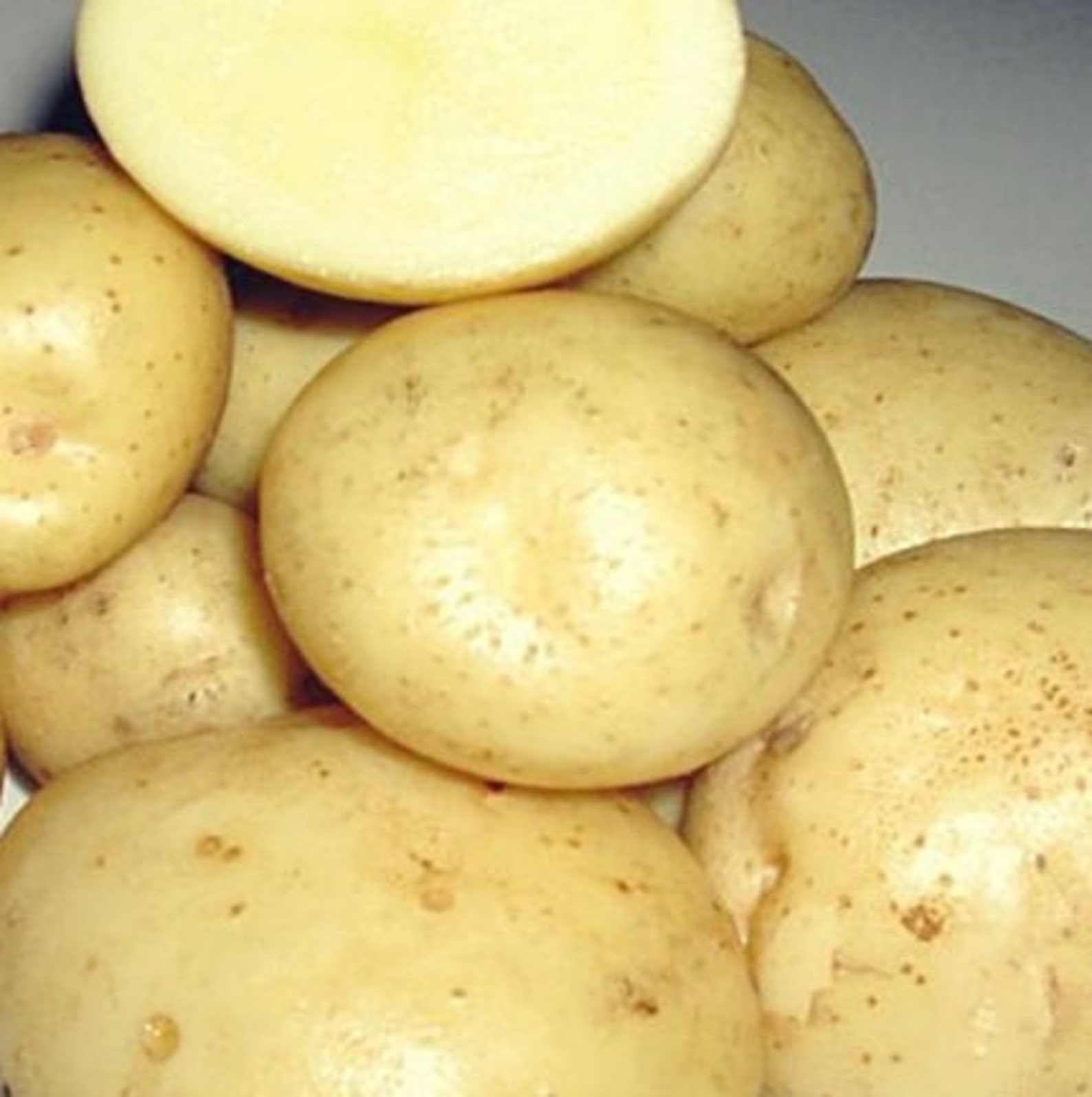 Картофель сифра описание сорта фото отзывы. Сорт картошки сифра. Сорт картофеля удача. Сифа сорт картофеля. Картофель сифра описание сорта фото отзывы.