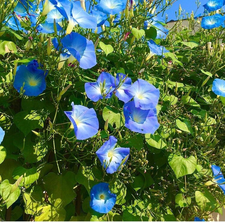 35 BLUE STAR Morning Glory Seeds Flower Seeds Ipomoea Seeds Etsy