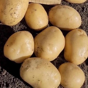 30 Rare Ukrainian Potato Seeds Milena High Quality non GMO non tubers Vegetable Seeds
