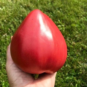 20 RARE  TOMATO   FATIMA Seeds  Ukraine Heirloom Organic  Vegetable Seeds
