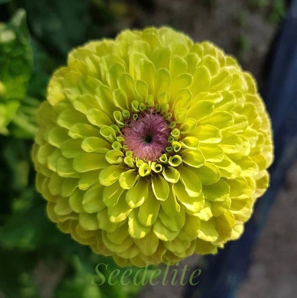 30 Rare Organic Light Green Zinnia Envy Seeds Flower Seeds Etsy