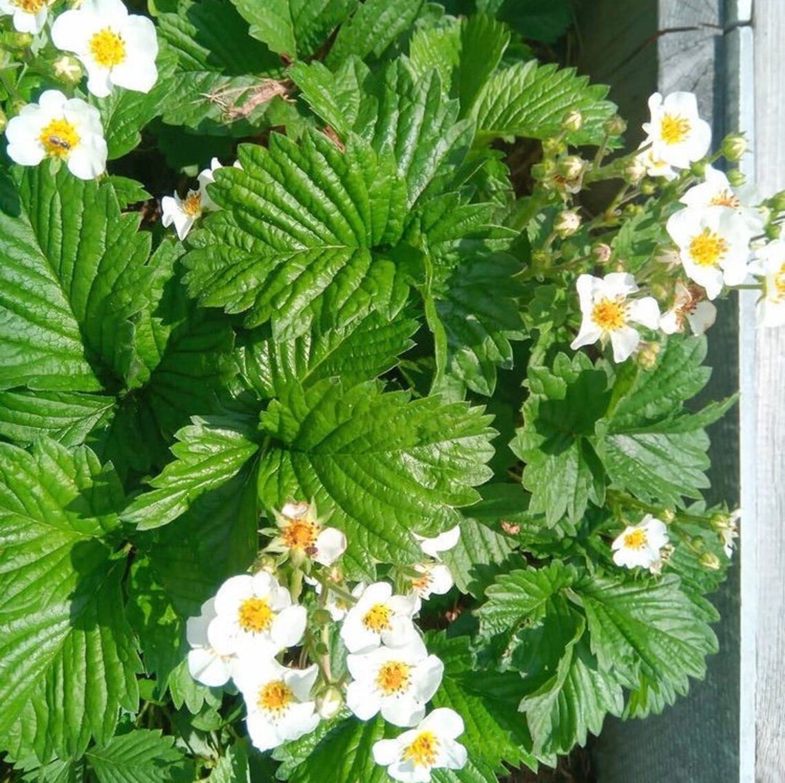 Strawberry Snow White Organic Ukrainian Seeds Early Fragrant Etsy