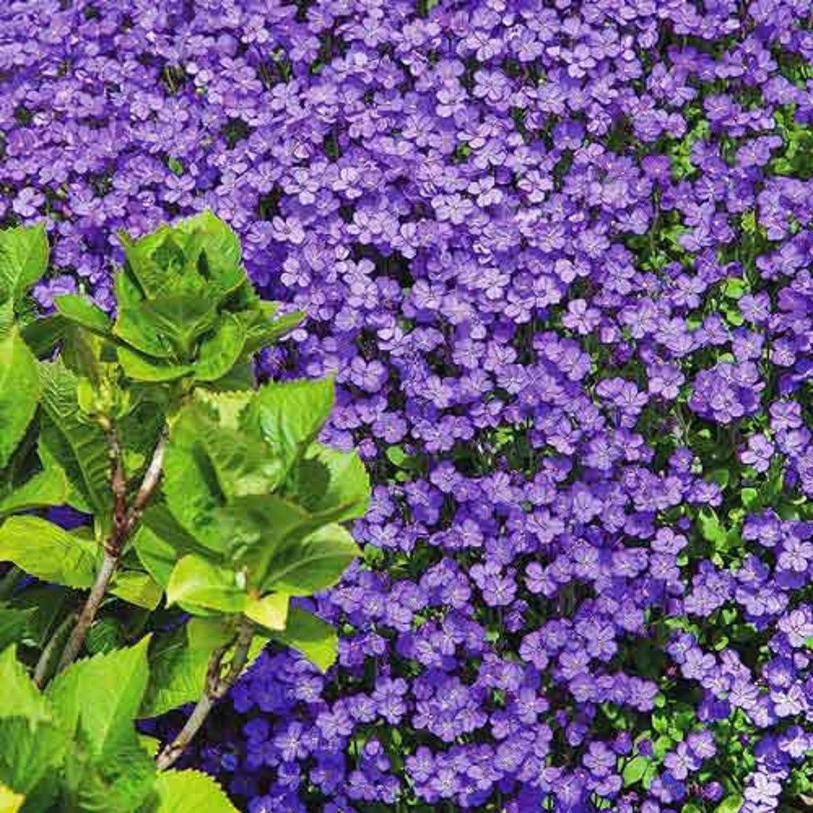 80 Stück Lila Frauenschuh Blumensamen - Einfach Anzubauen Für Garten & Balkon