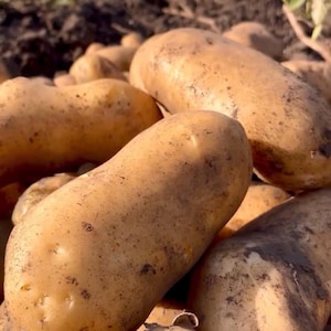 30 Rare  Organic Ukrainian Potato Seeds Empress High Quality  Early non GMO non tubers