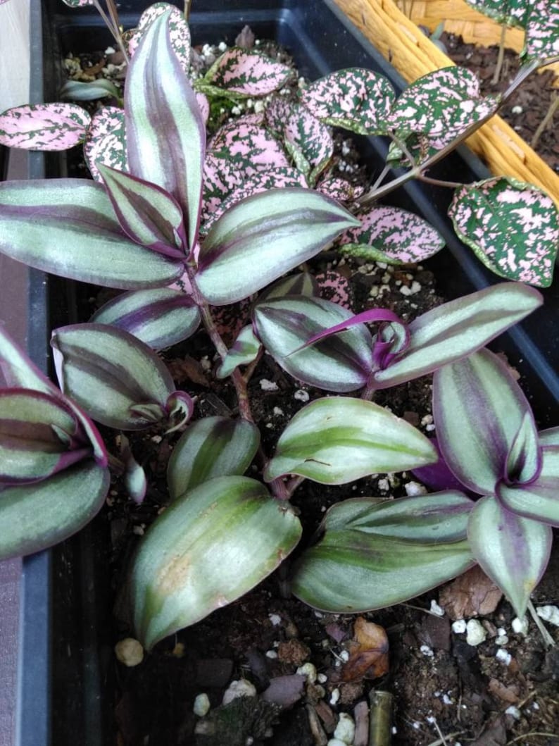 Creeping Purple Heart live plant Cutting wondering jew Etsy
