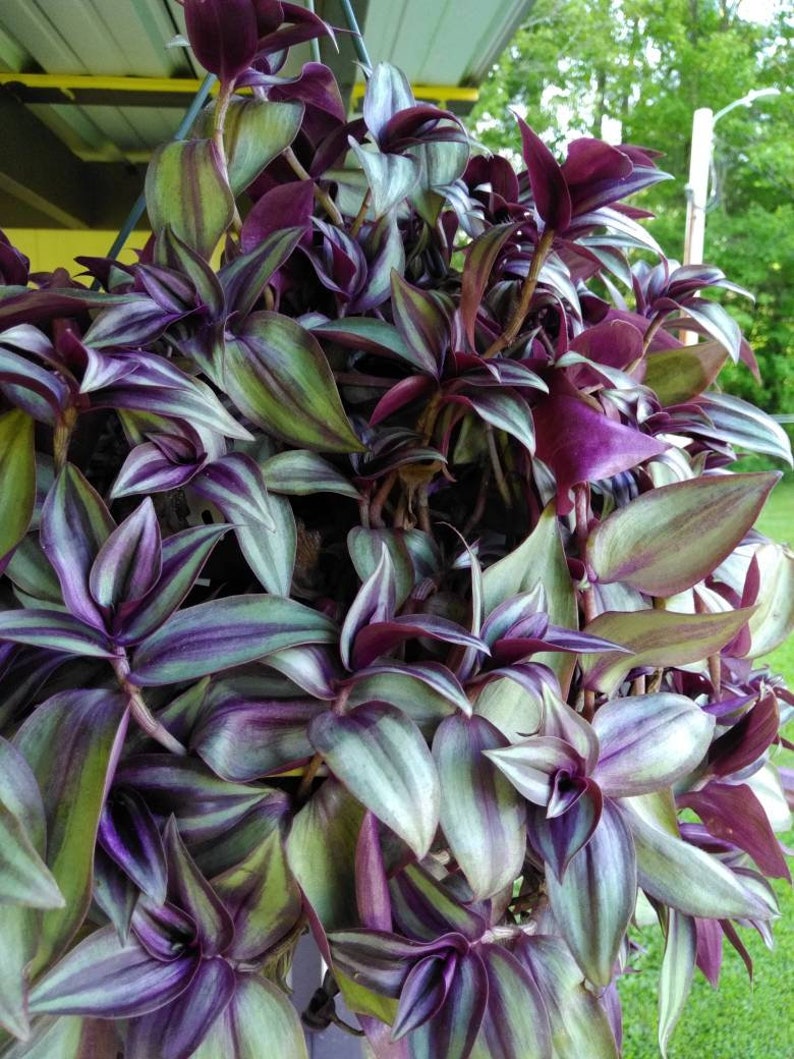 Creeping Purple Heart live plant Cutting wondering jew Etsy
