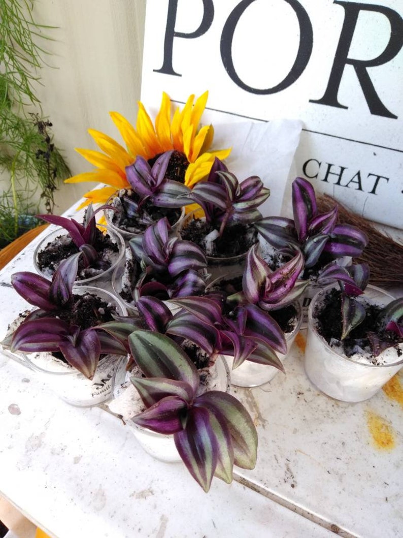 Creeping Purple Heart live plant Cutting wondering jew Etsy