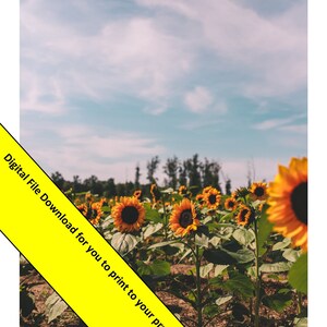 Sunflower Prints Pack - Flower Photography - Wall Art - Floral Wall Art - Flower Art - Flower Wall Art - Sunflower Art - Sunflower Wall Art