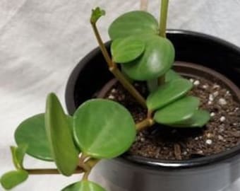 Peperomia Hope 4"