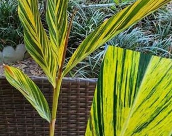 Variegated Ginger (Alpinia Zerumbet Variegata)