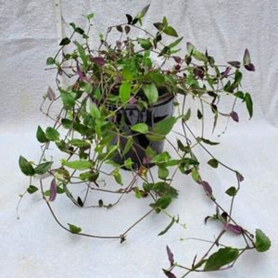 Tradescantia Bridal Veil Etsy