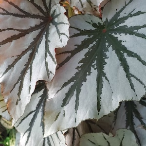 Looking Glass Begonia 4" GORGEOUS! SHIMMERY!