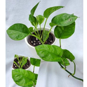 SALE! Global Green Pothos 4" Rooted Plant (RARE) (REG 35USD)