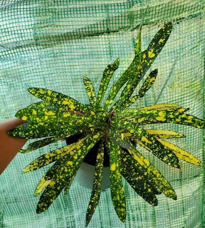 Eleanor Roosevelt Croton 4 Rooted Plant Etsy