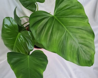 Giganteum Philodendron (RARE)