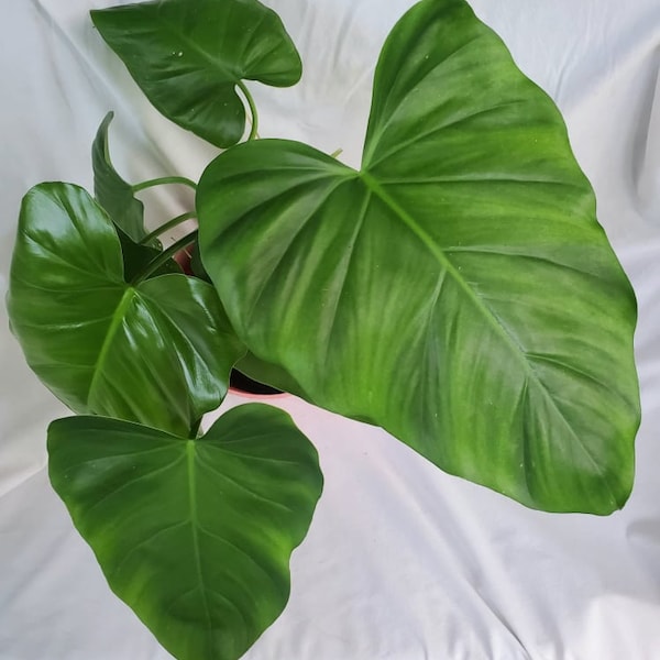 Philodendron - Etsy