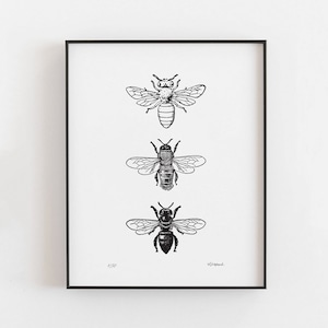 Bees Art Print: Vintage Insect Illustration, Country Cottage Decor