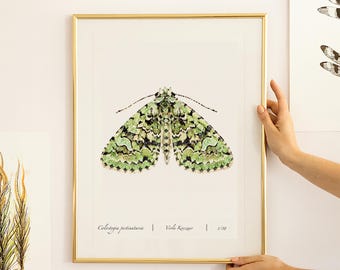 Botanical Wall Art, moth print, neutral home decor, minimalist interior, soft green wildlife galery