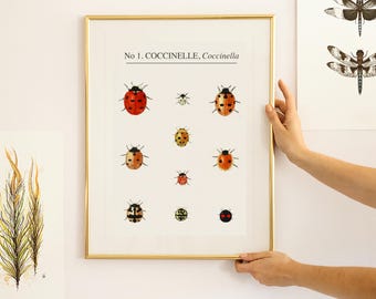 Vintage Ladybird Print, Retro Insect Poster, Natural History Art, Bugs illustration A4, Ladybird gift
