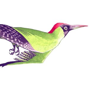 Ilustração de pica-pau - Impressão giclée - Alfabeto animal