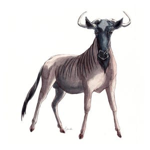 Gnous bleus - Impression giclée - Oiseaux du Karoo