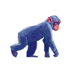 Ilustração de chimpanzé - Impressão giclée - Alfabeto animal