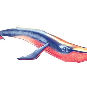 Ilustração Baleia Azul - Impressão Giclée - Alfabeto Animal