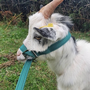 May include: A white goat with black patches, wearing a teal halter and lead. The goat has large, curved horns and is in a grassy area with green foliage in the background. A yellow tag is attached to the goat's ear.