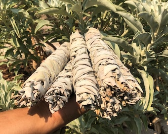 May include: A hand holding a bundle of white sage smudge sticks. The sticks are wrapped in dried leaves and are ready to be burned for cleansing and purification.