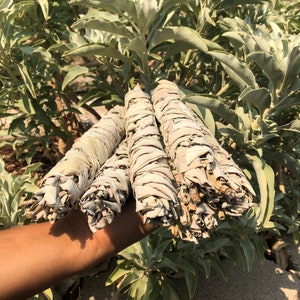 HOMEGROWN JUMBO 8&quot; CA White Sage Smudge Sticks Homegrown and Harvested Strong Lasting Aroma Scent Incense Scented Candles Spiritual