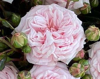 Rosa Awakening- Large Flowered Climber