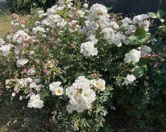 Rosa - Kent