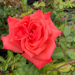 May include: A close-up of a vibrant, coral-colored rose in full bloom. The rose has multiple layers of petals and is surrounded by green leaves and stems. The image is taken outdoors, with other plants visible in the background.