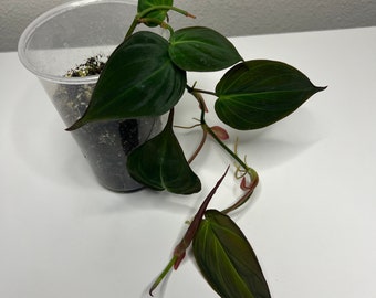 Philodendron ‘micans’ established plant
