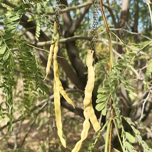 May include: Handmade earrings featuring dried, light yellow seed pods suspended from antique bronze chains. The earrings dangle against a backdrop of green leaves and tree branches, creating a natural, earthy aesthetic.