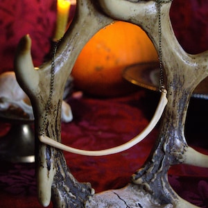 Puede incluir: Un collar con un colgante de hueso curvado suspendido de una delicada cadena. El colgante cuelga frente a una exhibición decorativa de cuernos. El cuerno es de color marrón claro con acentos marrones oscuros. Una vela encendida y una calabaza están en el fondo.