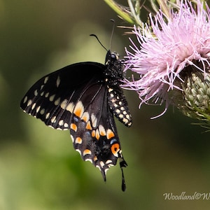 May include: A black butterfly with white and orange markings on its wings rests on a light purple thistle flower. The butterfly is in profile, showing its detailed wing patterns. The background is a soft green.