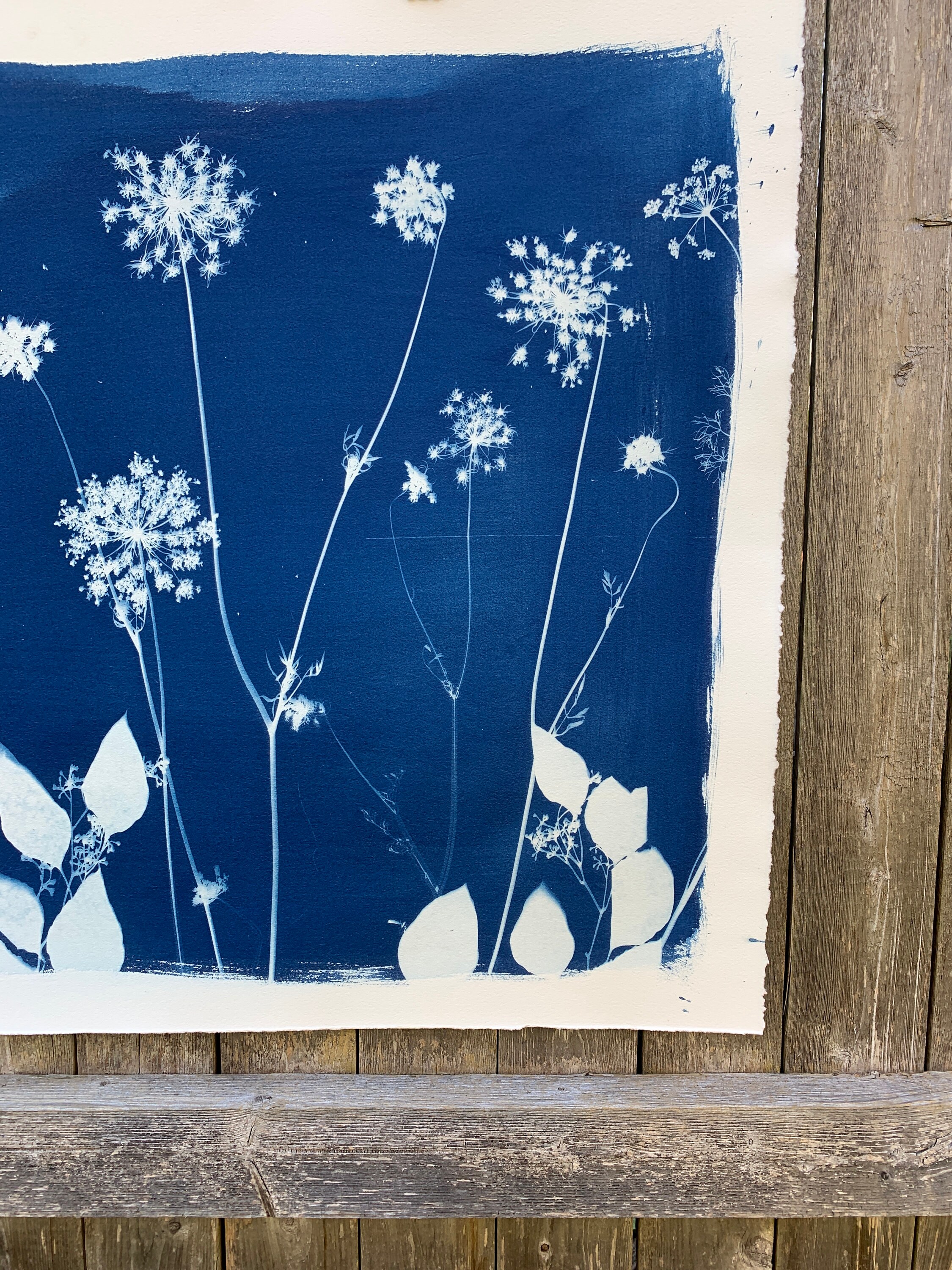 Cyanotype Print Cyanotype Art Sunprint Natural Home Decor Etsy