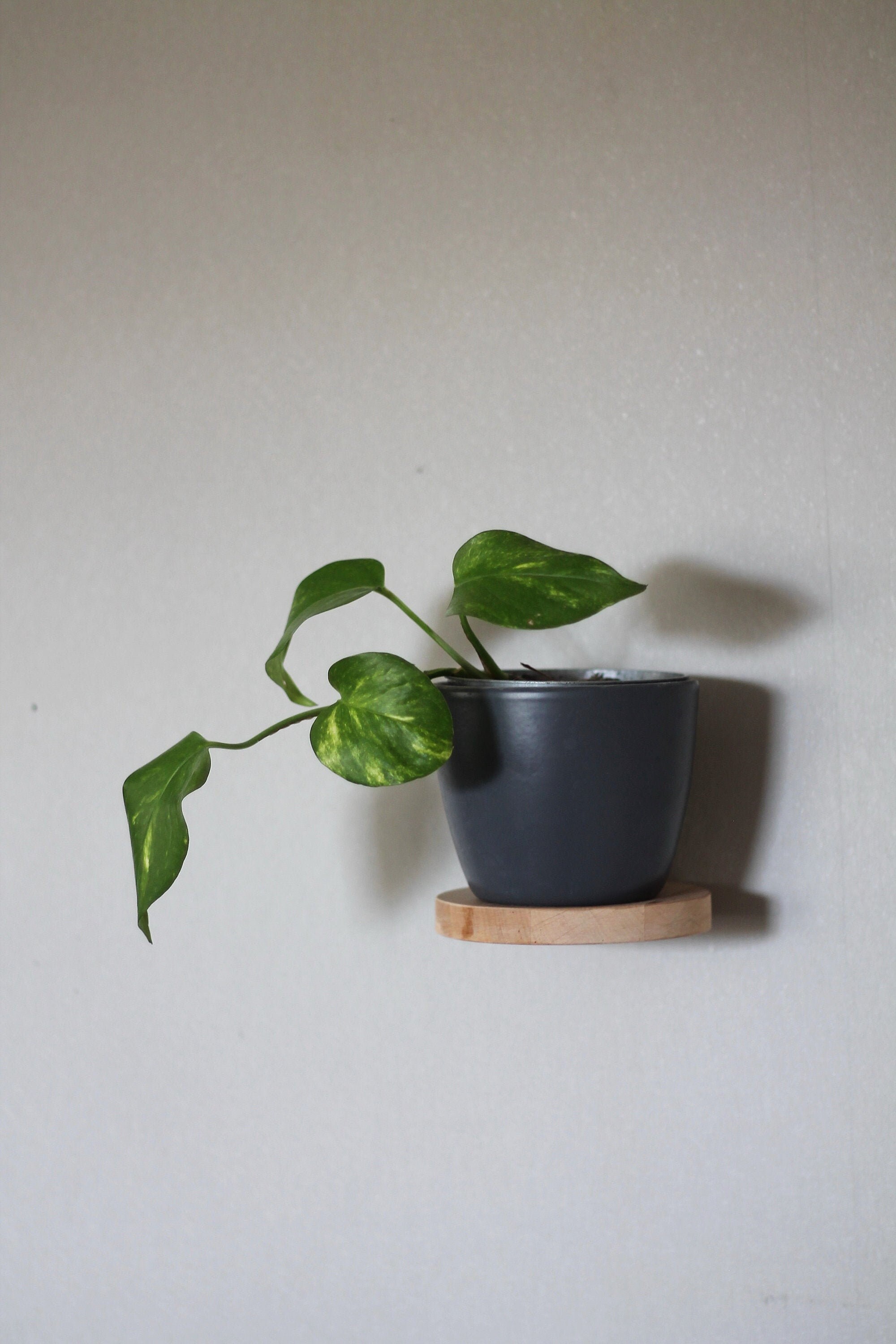 Floating Wood Shelf Hanging Plant Wall Shelf Etsy