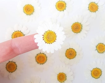 12 Pcs Dried White Daisies, Pressed Marguerite Flowers for Crafting, Resin, Art Supplies