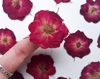 May include: Dried red rose blossoms with yellow centers are scattered on a white surface. One blossom is held by a finger. The petals are a deep red with lighter edges, and the centers have a textured, brown appearance. The image suggests a craft or floral arrangement theme.