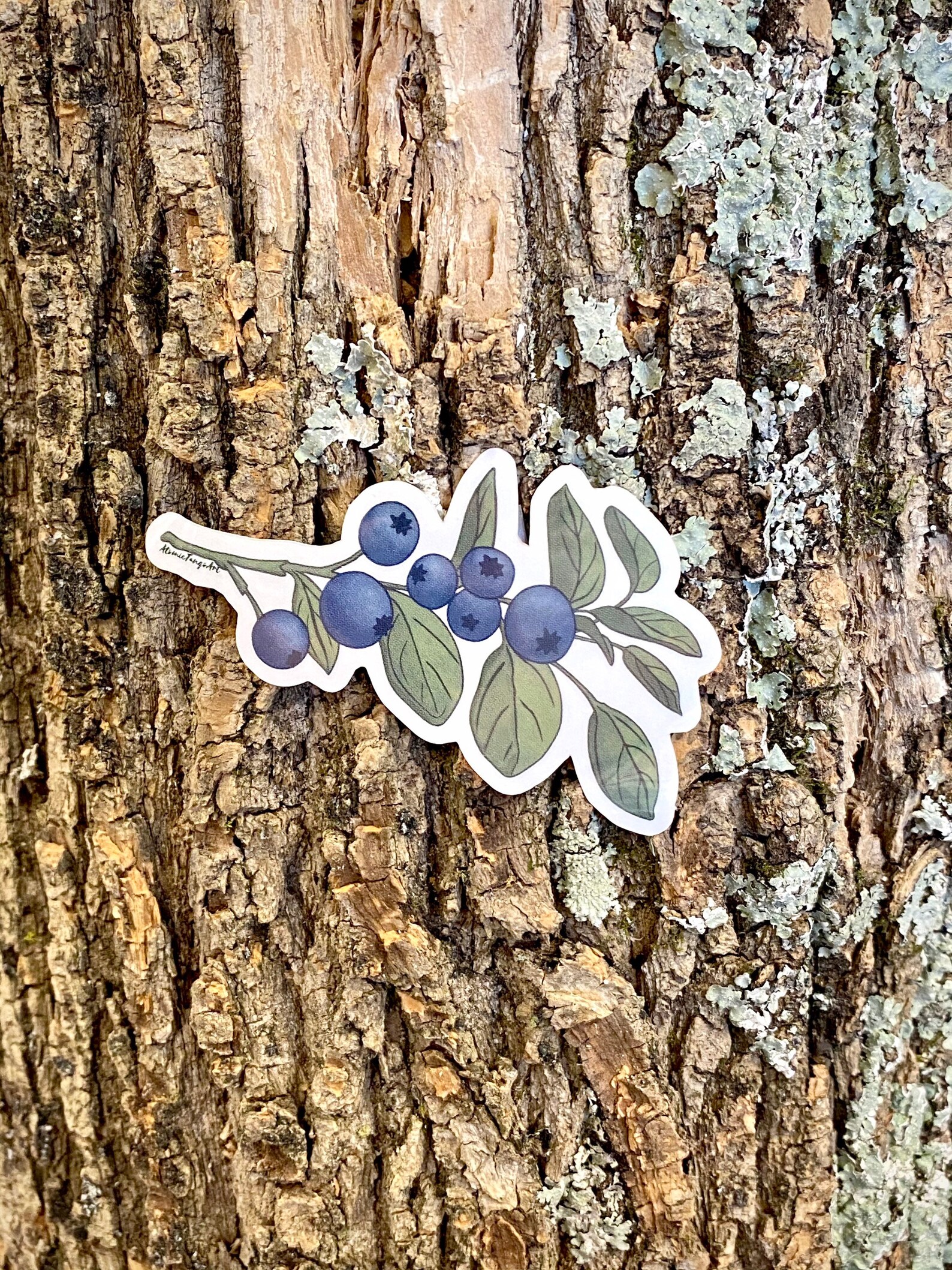 Blueberry Decal Vintage Illustration Sticker Etsy