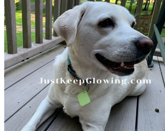 light up cat collar uk