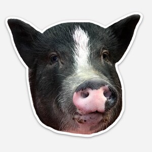 Eliza the Pig Magnet