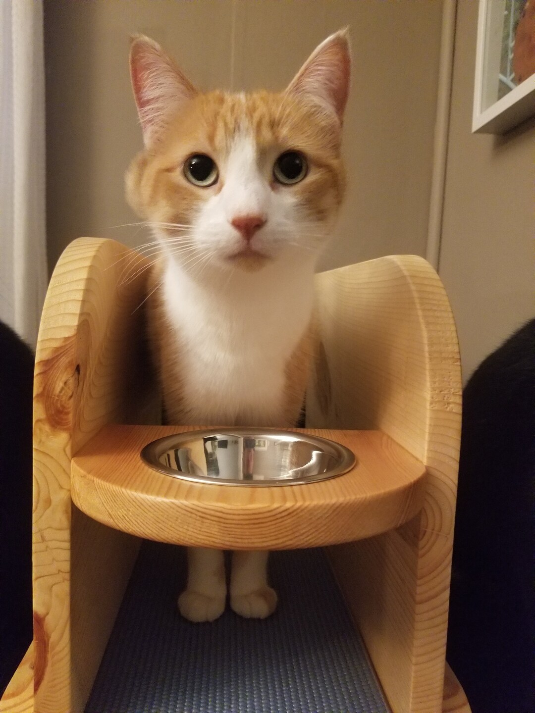 Pate's Feeder for Cats With Cerebellar Hypoplasia/wobbly - Etsy