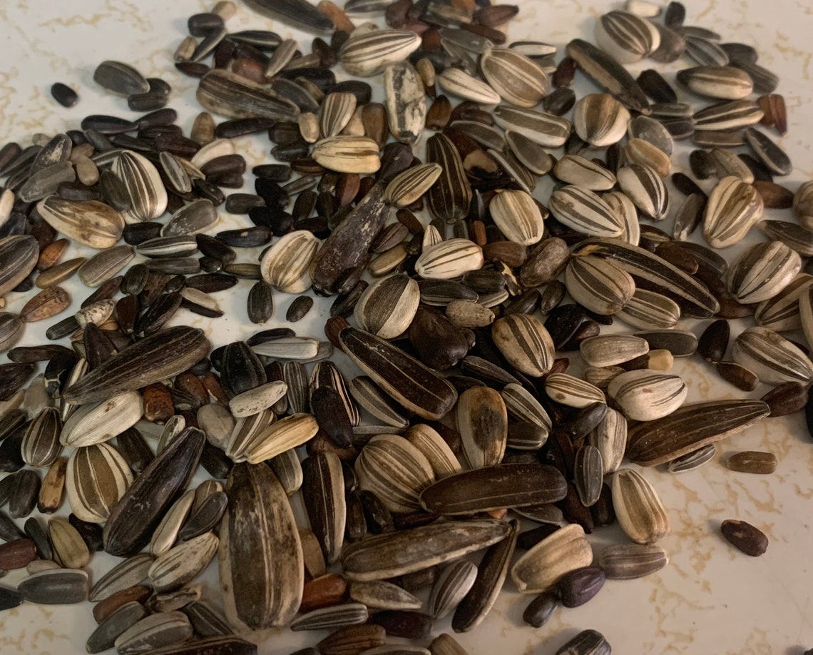 Sunflower Seeds Mix of SEVEN varieties Etsy