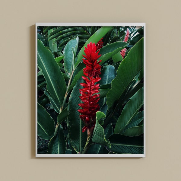 Tropical Plant Digital Print, Costa Rica Digital Print, Red Ginger Plant, Travel Photo, Leaves Downloadable Art, Single Flower Wall Art